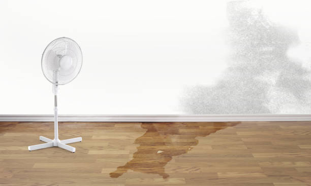 Best Ceiling water damage repair  in Chicopee, MA